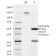 Giardia lamblia(BB1.1E5),  CF740 conjugate, 0.1mg/mL