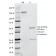 Interferon gamma (IFNG)(G-23),  CF740 conjugate, 0.1mg/mL
