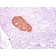 Chromogranin A(CGA/414), CF740 conjugate, 0.1mg/mL