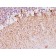 Neurofilament (NF-H)(NF421), CF740 conjugate, 0.1mg/mL