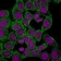 Moesin(MSN/492), CF740 conjugate, 0.1mg/mL