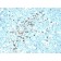 Human Lambda Light Chain(LcN-2), CF740 conjugate, 0.1mg/mL