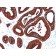 Cytokeratin 19(BA17), CF740 conjugate, 0.1mg/mL