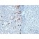 Human Kappa Light Chain(HP6053), CF740 conjugate, 0.1mg/mL