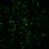 CD68(C68/684 + KP1), CF740 conjugate, 0.1mg/mL