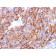 MART-1 / Melan-A(M2-7C10 + M2-9E3 + A103), CF740 conjugate, 0.1mg/mL