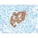 Insulin(IRDN/794), CF740 conjugate, 0.1mg/mL