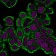 Cytokeratin 19(KRT19/799), CF740 conjugate, 0.1mg/mL
