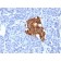 Insulin(IRDN/805), CF740 conjugate, 0.1mg/mL