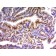 p21 / WAF1(DCS-60.2), CF740 conjugate, 0.1mg/mL