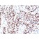 p21 / WAF1(CIP1/823), CF740 conjugate, 0.1mg/mL