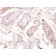 MAGE A1(MZ2E/838), CF740 conjugate, 0.1mg/mL