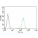 CD71(66IG10), CF740 conjugate, 0.1mg/mL