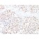 MiTF (Microphthalmia Transcription Factor)(D5 + MITF/915), CF740 conjugate, 0.1mg/mL