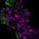 Mucin 1 / EMA / Episialin / CD227(HMPV), CF740 conjugate, 0.1mg/mL