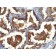 Mucin 1 / EMA / Episialin / CD227(MUC1/955), CF740 conjugate, 0.1mg/mL