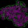 CD47(IAP/964 + B6H12.2), CF740 conjugate, 0.1mg/mL