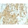 Glucose Regulated Protein 94 (GRP94)(HSP90B1/1192), CF740 conjugate, 0.1mg/mL