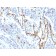 CD31 / PECAM-1 (Endothelial Cell Marker) (C31/1395R), CF740 conjugate, 0.1mg/mL