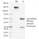 Clathrin, Heavy Chain(CHC/1432), CF740 conjugate, 0.1mg/mL