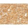 DOG-1 / TMEM16A (Gastrointestinal Stromal Tumor Marker) (DG1/1485), CF740 conjugate, 0.1mg/mL