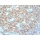 CD20 / MS4A1 (B-Cell Marker) (IGEL/1497R), CF740 conjugate, 0.1mg/mL