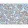 CD20 / MS4A1 (B-Cell Marker), CF740 conjugate, 0.1mg/mL
