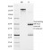 HIF1 alpha (Hypoxia-Inducible Factor 1-alpha)(ESEE122), CF740 conjugate, 0.1mg/mL