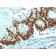 p53 Tumor Suppressor Protein(DO-1), CF740 conjugate, 0.1mg/mL