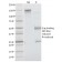 Insulin Receptor Alpha(INSR/1661), CF740 conjugate, 0.1mg/mL