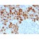 GP2 (Glycoprotein 2) / ZAP75 (GP2/1803), CF740 conjugate, 0.1mg/mL