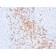 CD8A (Cytotoxic-&Suppressor T-Cell Marker) (rC8/468), CF740 conjugate, 0.1mg/mL