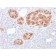 Chromogranin A / CHGA (Neuroendocrine Marker) (rCHGA/413), CF740 conjugate, 0.1mg/mL