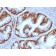 Estrogen Receptor, alpha (Marker of Estrogen Dependence) (ESR1/1935), CF740 conjugate, 0.1mg/mL