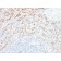 TNFS15 / VEGI (Vascular Endothelial Growth Inhibitor) (VEGI/2052R), CF740 conjugate, 0.1mg/mL