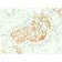 CD56 / NCAM1 / NKH1 (Neuronal Cell Marker) (NCAM1/2217R), CF740 conjugate, 0.1mg/mL