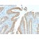 Cytokeratin 19 (KRT19) (Pancreatic Stem Cell Marker) (rKRT19/799), CF740 conjugate, 0.1mg/mL