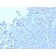 Granzyme B (NK/T-Cell Lymphoma Marker) (GZMB/2403), CF740 conjugate, 0.1mg/mL