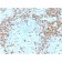 CD5 (Mantle Cell Lymphoma Marker)(CD5/2418), CF740 conjugate, 0.1mg/mL