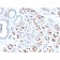 GATA-3 (Breast and Urothelial Marker)(GATA3/2444), CF740 conjugate, 0.1mg/mL