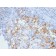 Ksp-Cadherin / CDH16 (Renal Cell Marker)(CDH16/2448), CF740 conjugate, 0.1mg/mL