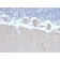 ATG5 (Autophagy Marker)(ATG5/2492), CF740 conjugate, 0.1mg/mL