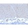 ATG5 (Autophagy Marker)(ATG5/2553), CF740 conjugate, 0.1mg/mL