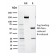 NRF1(NRF1/2609), CF740 conjugate, 0.1mg/mL