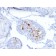 ZNF690 / ZSCAN29(ZSCAN29/2610), CF740 conjugate, 0.1mg/mL