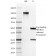 Gastrin(GAST/2631), CF740 conjugate, 0.1mg/mL