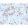 Prolactin (Pituitary Tumor Marker)(PRL/2642), CF740 conjugate, 0.1mg/mL