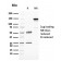 BAP1 (BRCA1 Associated Protein 1)(BAP1/2667), CF740 conjugate, 0.1mg/mL