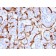 PAPP-A / Pappalysin-1 (Marker of Atherosclerosis and Aneuploid Fetus)(PAPPA/2715), CF740 conjugate, 0.1mg/mL