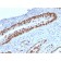 p53 (Tumor Suppressor Protein)(TP53/2719), CF740 conjugate, 0.1mg/mL